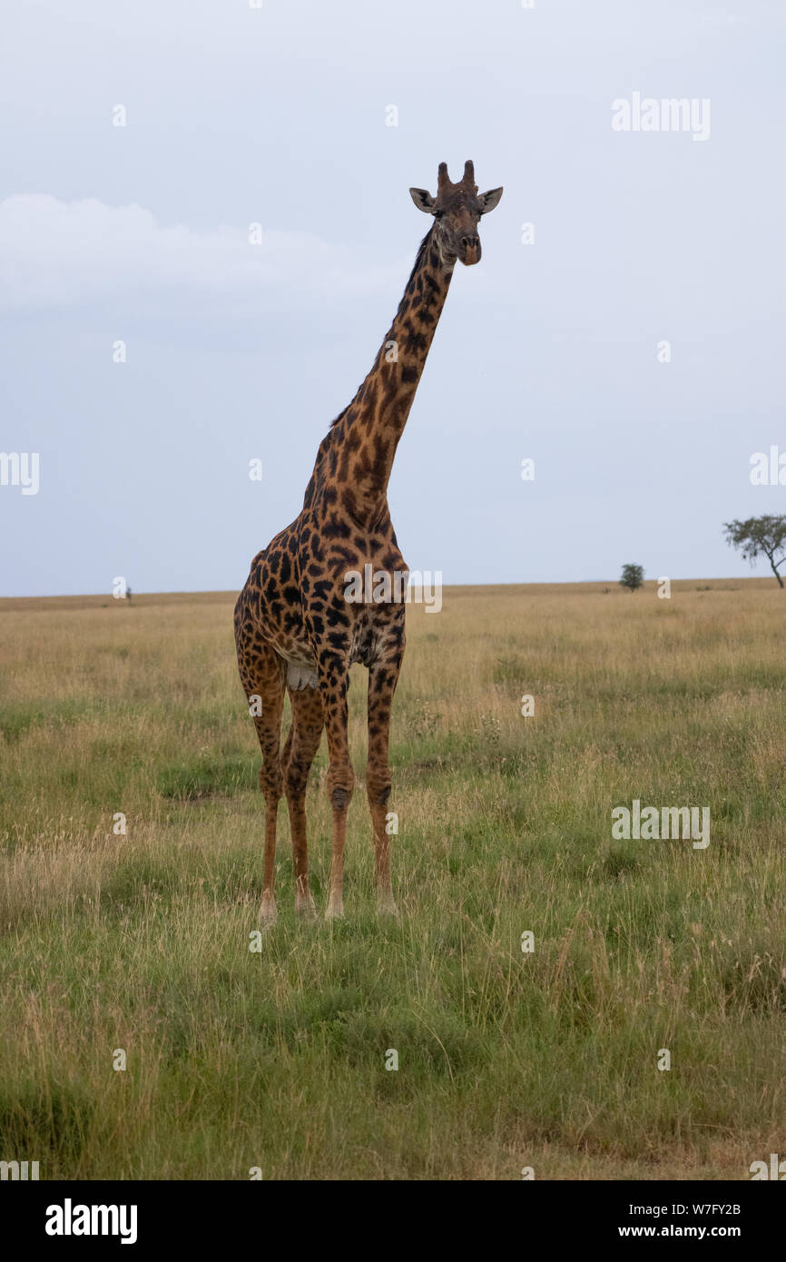 Masai Giraffe (Giraffa camelopardalis) noto anche come il Maasai Giraffe o Kilimanjaro Giraffe, è la più grande sottospecie di giraffa e il più alto l Foto Stock