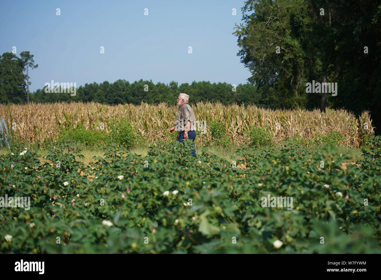 Sylvania, STATI UNITI D'AMERICA. 1 agosto, 2019. Coltivatore di cotone di Joe Boddiford passeggiate nella sua fattoria in Sylvania, Georgia, Stati Uniti, il 1 agosto, 2019. Coltivatore di cotone di Joe Boddiford detti prezzi per il raccolto di recente in 'avere miglior stato piatto e poveri." Ha detto il cotone in futuro i prezzi nella sua zona sono circa 62 a 63 centesimi per libbra per ora rispetto al pre-le tensioni commerciali livello di 80-90 centesimi per libbra. Per andare con 'U.S. industria del cotone anela il normale commercio come trump minacce nuove tariffe sulla Cina' Credit: Liu Jie/Xinhua/Alamy Live News Foto Stock