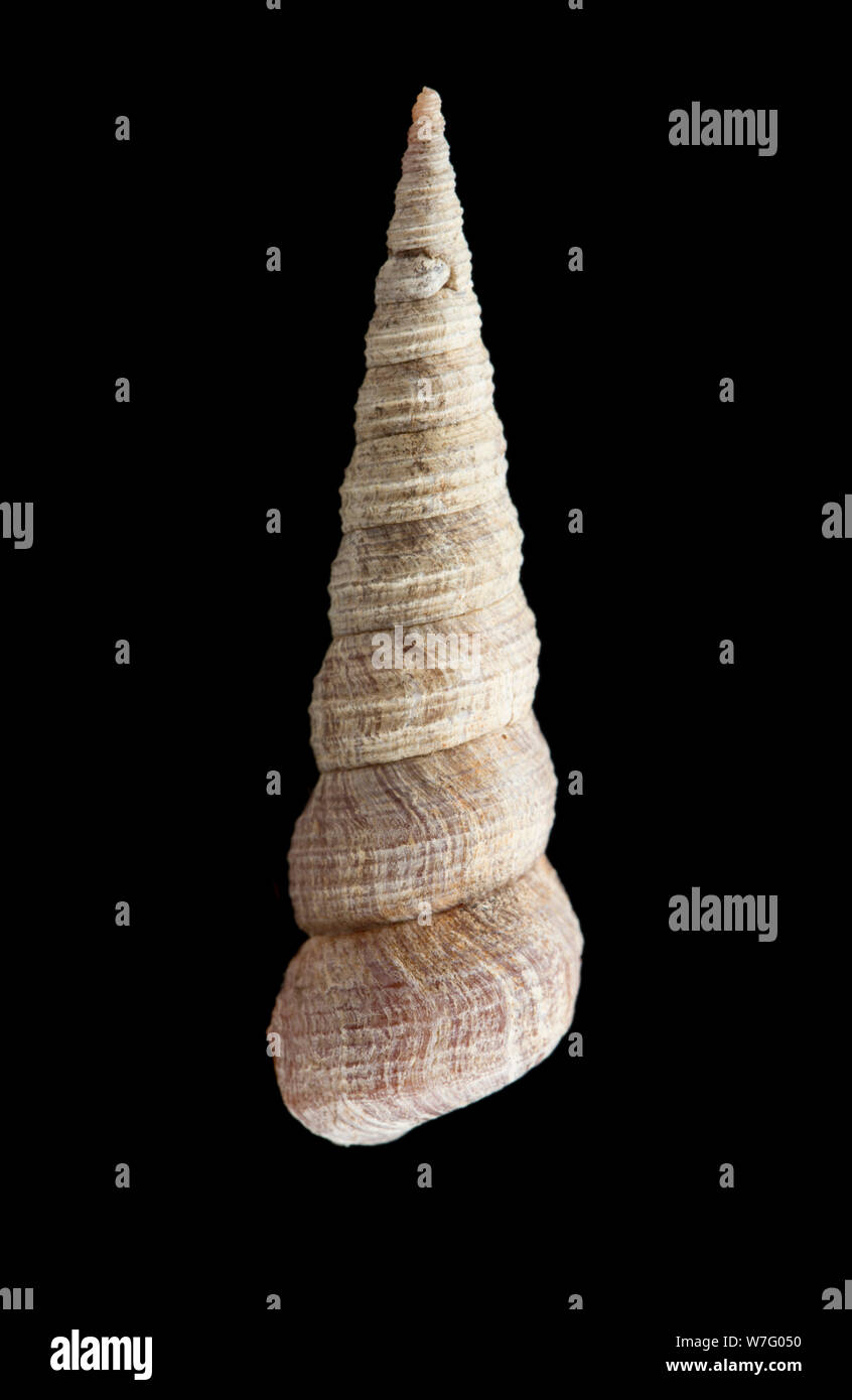 Un Augure, o torre, shell, Turritella communis, fotografato su uno sfondo nero. Il Dorset England Regno Unito GB Foto Stock