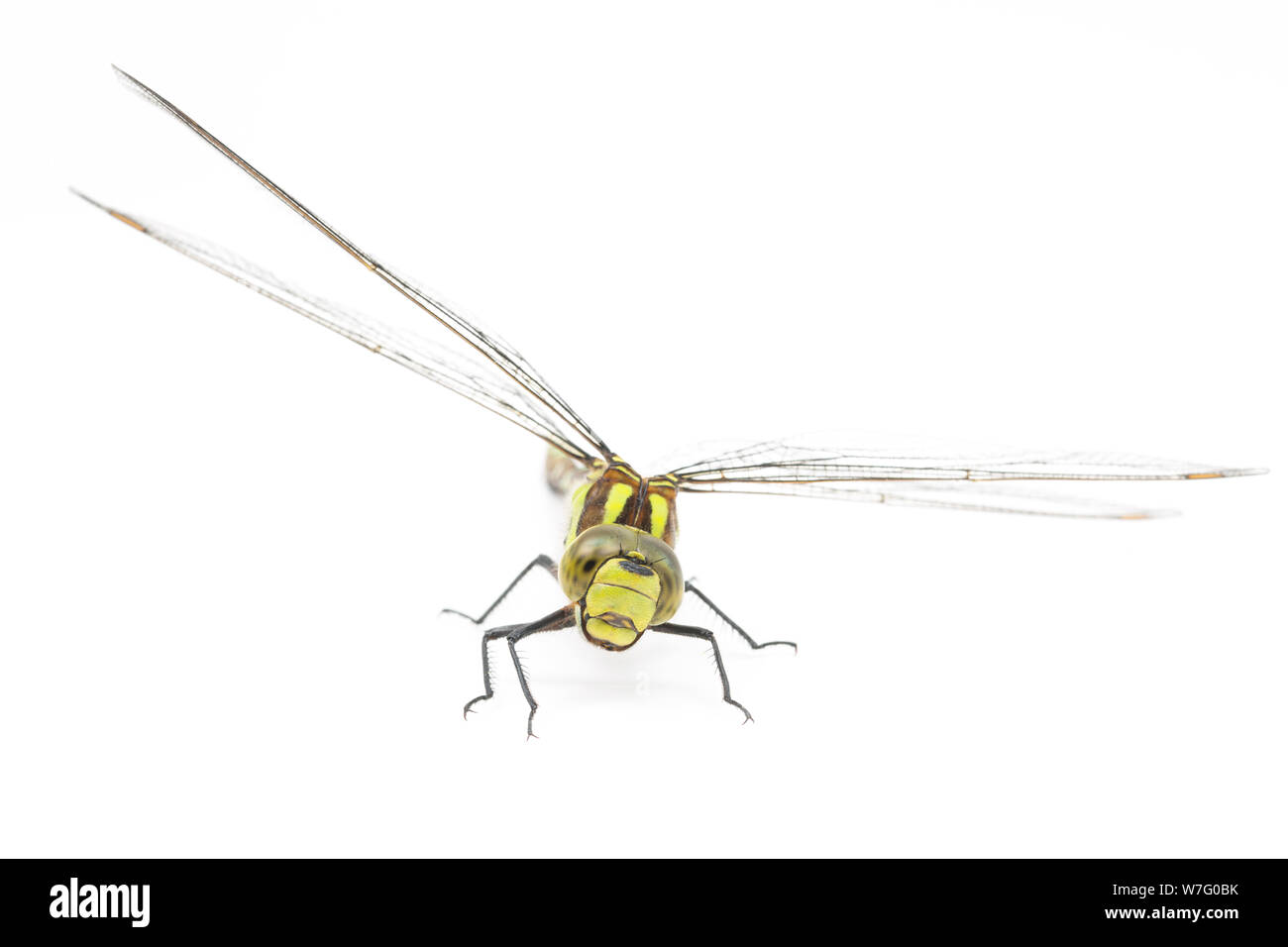 Un Southern Hawker dragonfly, Aeshna cyanea, fotografata in uno studio su uno sfondo bianco prima del rilascio. Nord Inghilterra Dorset Regno Unito GB Foto Stock