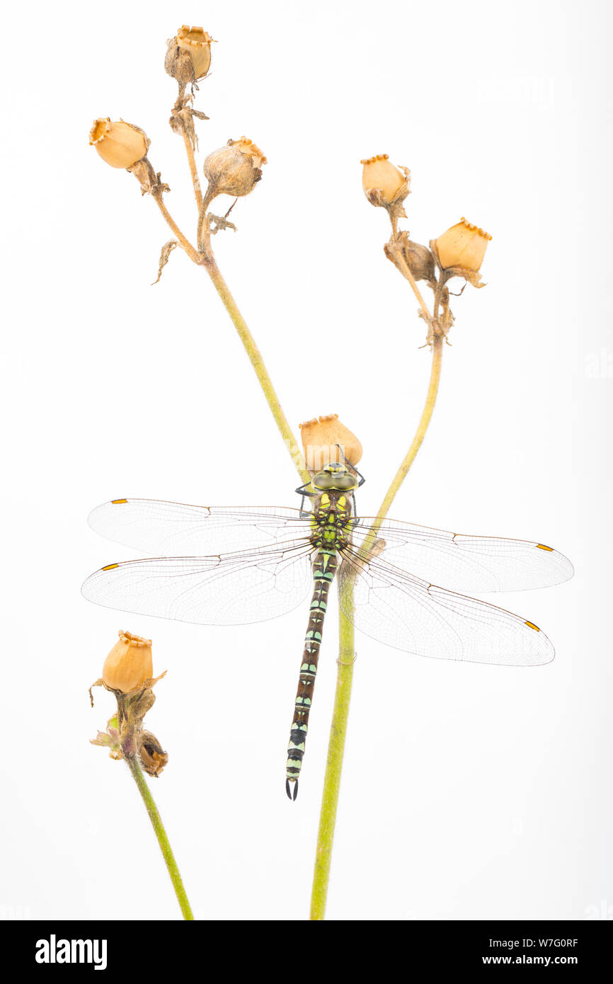 Un Southern Hawker dragonfly, Aeshna cyanea, fotografata in uno studio prima del rilascio. Si è visto in appoggio su un dead red campion stelo e le sue teste di seme, Foto Stock