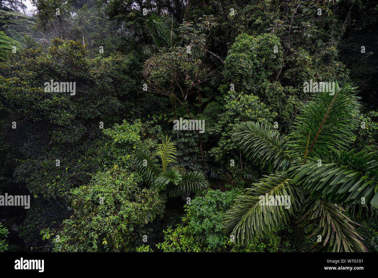 Costa Rica, Highlands Centrali, Parco Nazionale Arenal, foresta pluviale Foto Stock