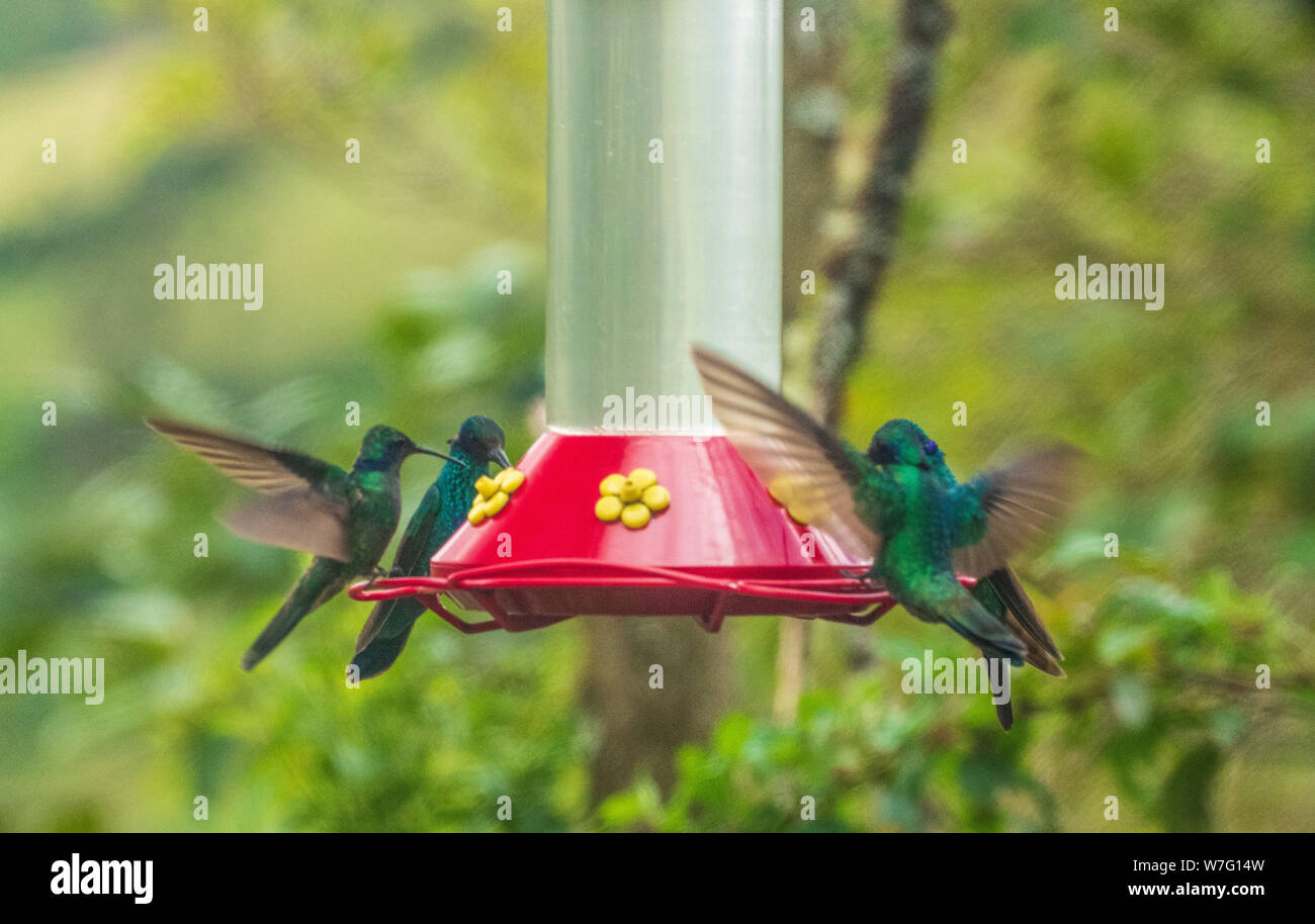 Un gruppo di colibrì intorno a un alimentatore Foto Stock