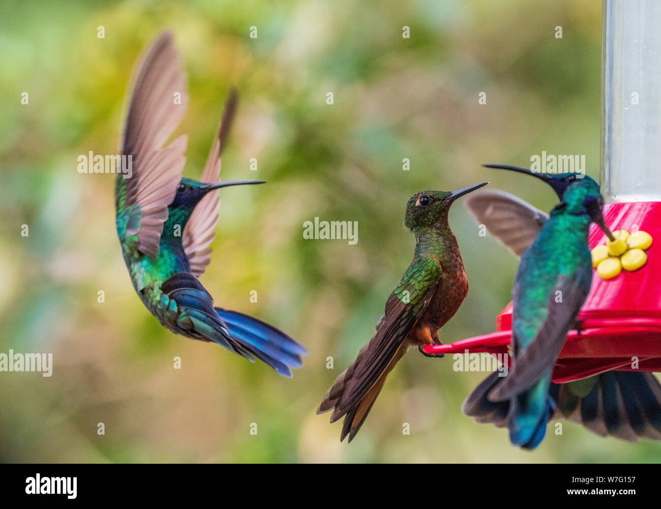 Un gruppo di colibrì intorno a un alimentatore Foto Stock