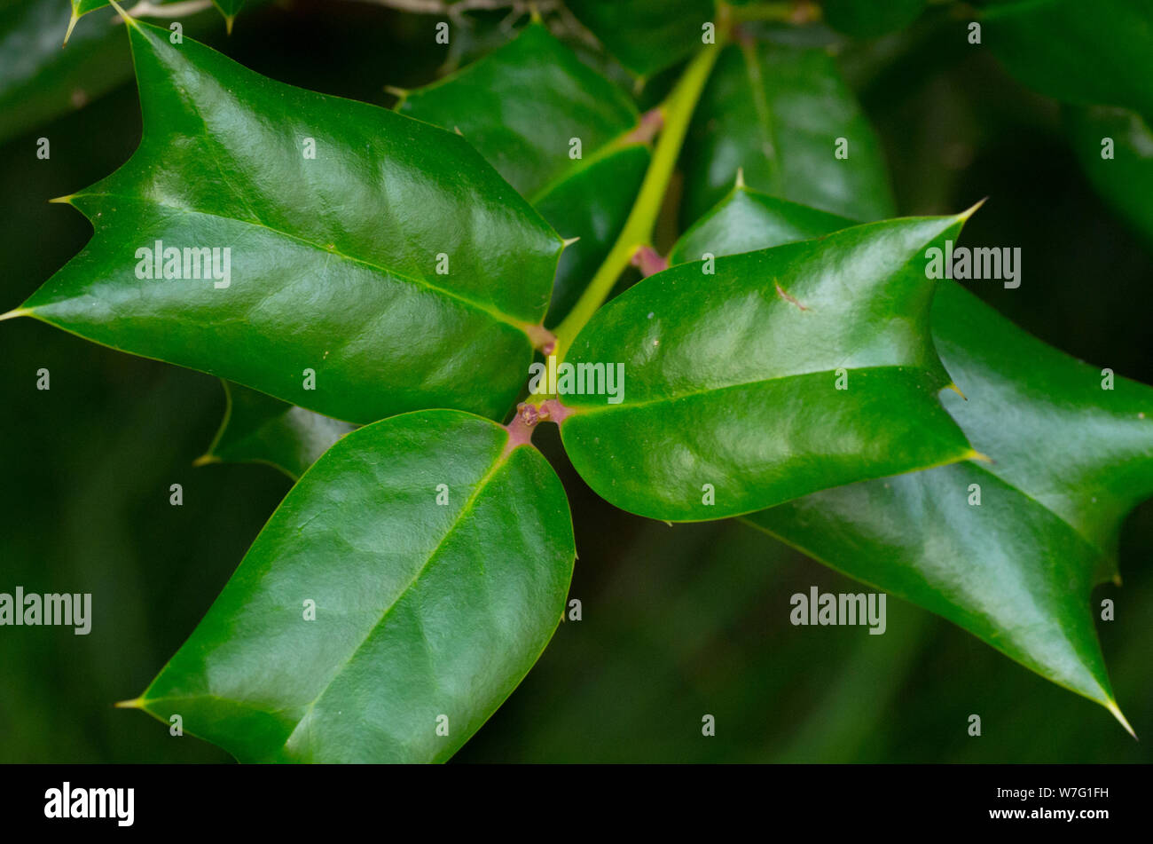 Schermo a forma di foglie Foto Stock