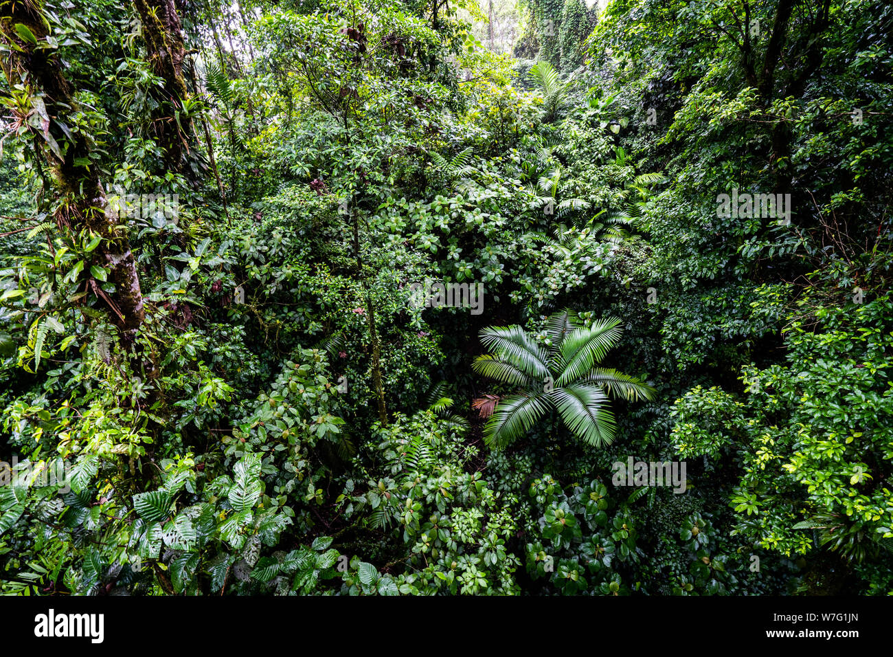 Mistico Arenal Costa Rica, America Centrale Foto Stock