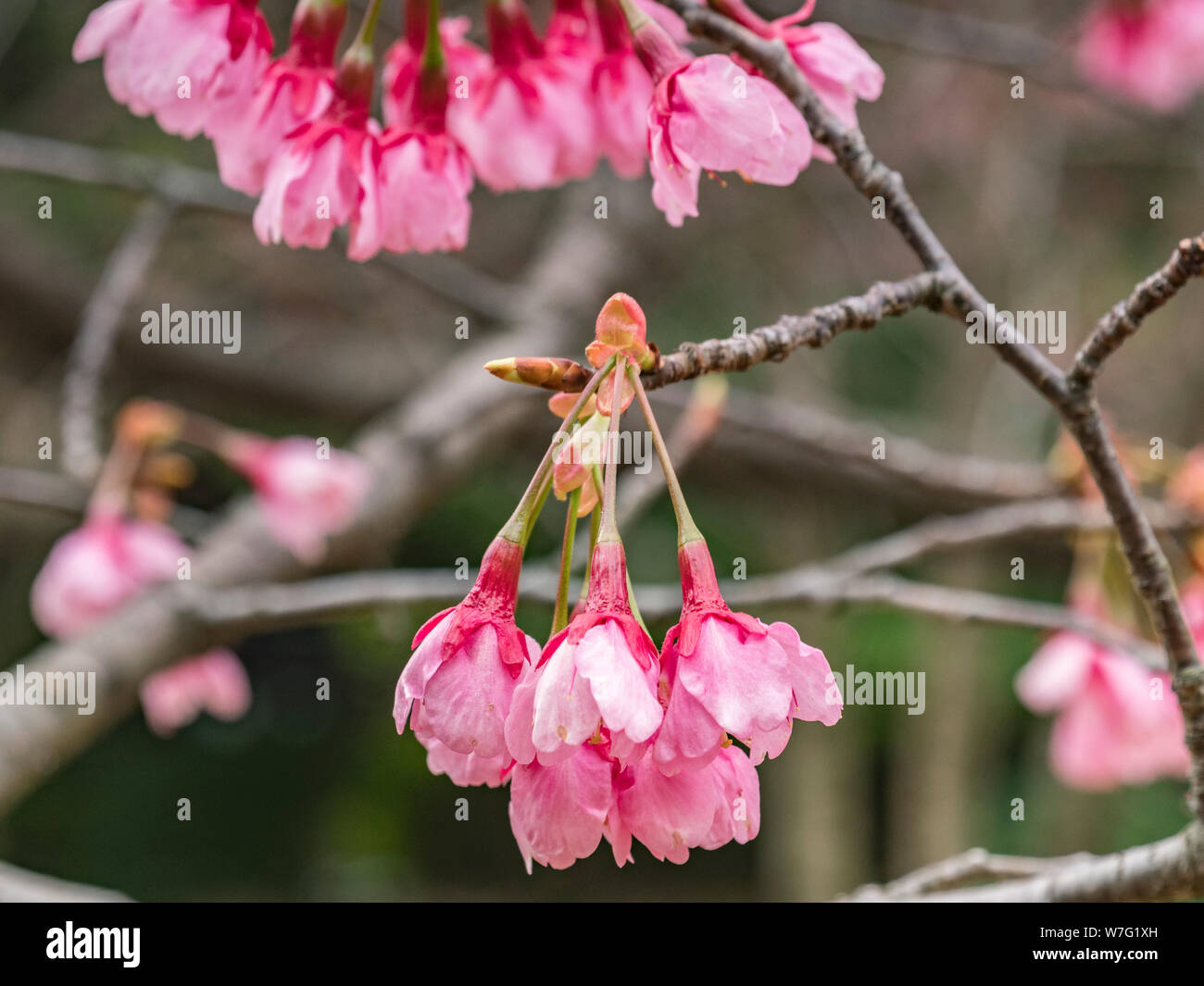 Inizio la fioritura dei ciliegi nel Parco Kitanomaru, Tokyo, Giappone. Foto Stock