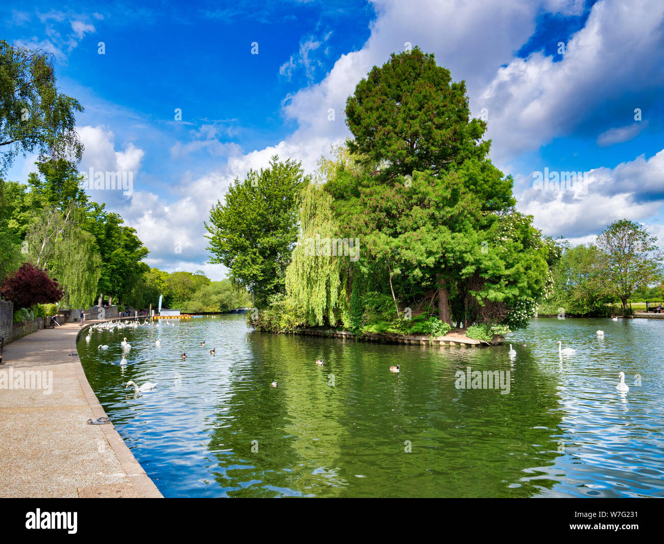 5 Giugno 2019: Windsor, Berkshire, Regno Unito - Cigni sul Fiume Tamigi, e un albero coperto isola nel fiume. Foto Stock