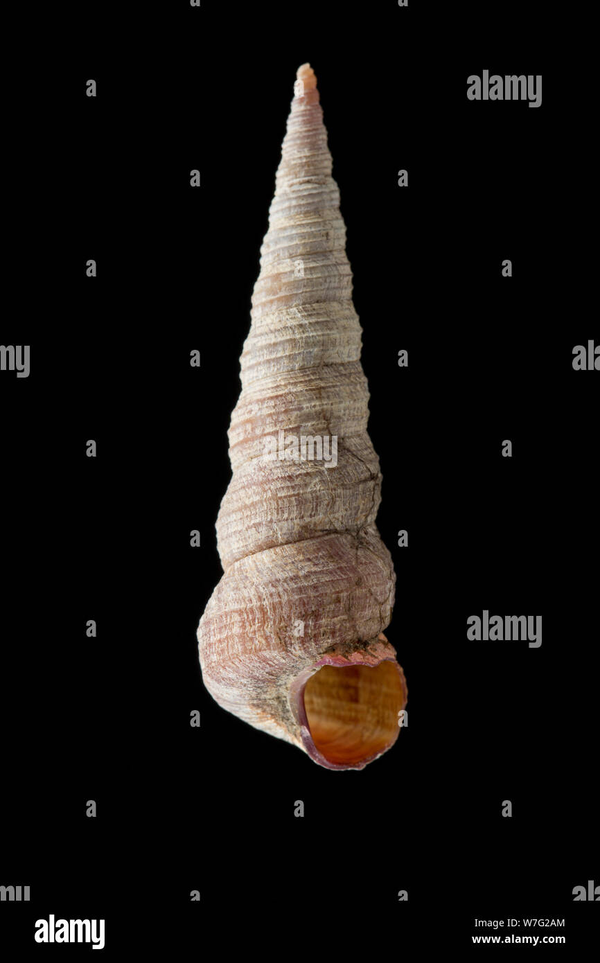 Un Augure, o torre, shell, Turritella communis, fotografato su uno sfondo nero. Il Dorset England Regno Unito GB Foto Stock