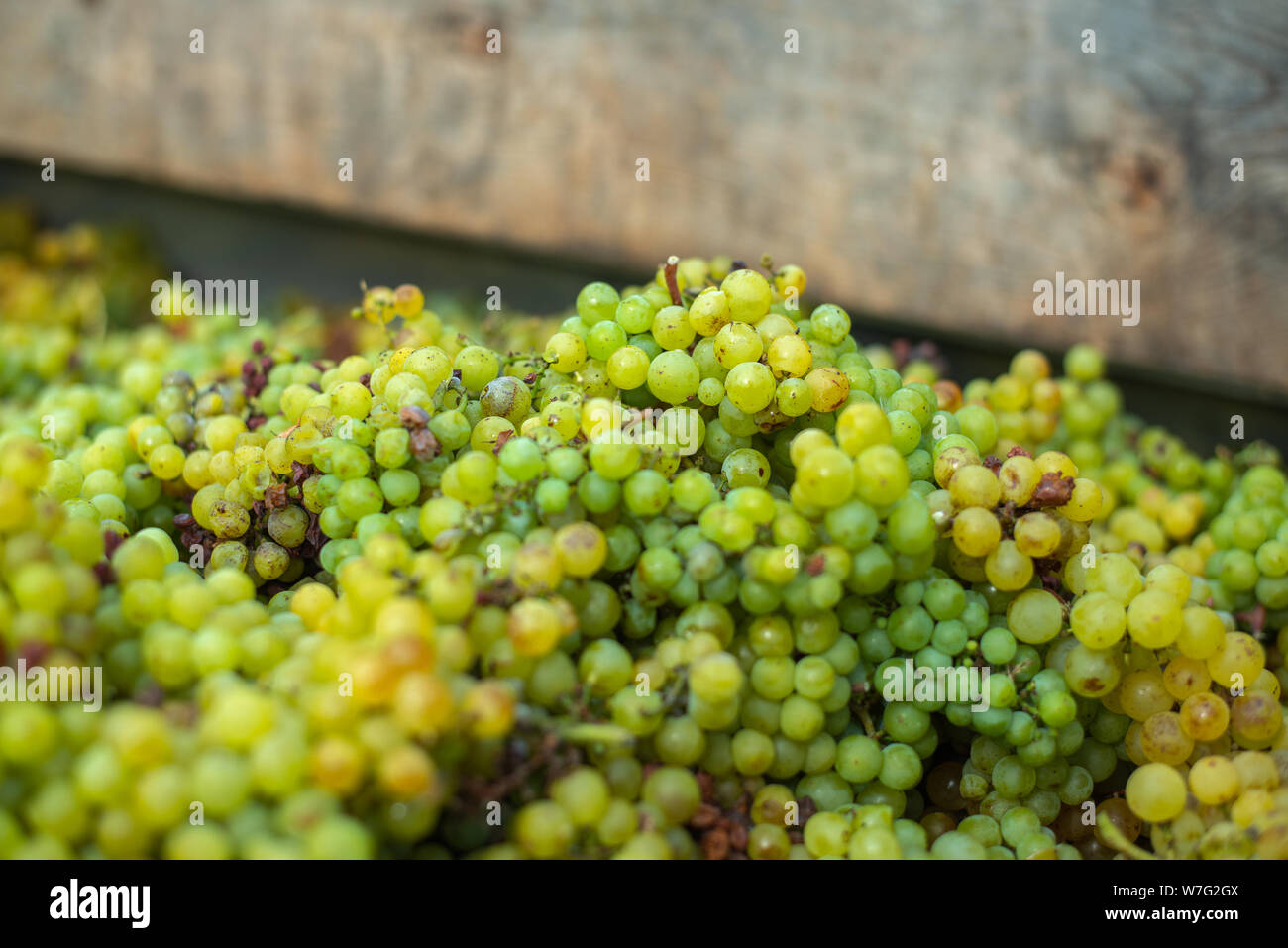 Vitigno bianco di uve. Uve da vinificazione. Una vista dettagliata di una vigna in un vigneto in autunno, Ungheria Foto Stock