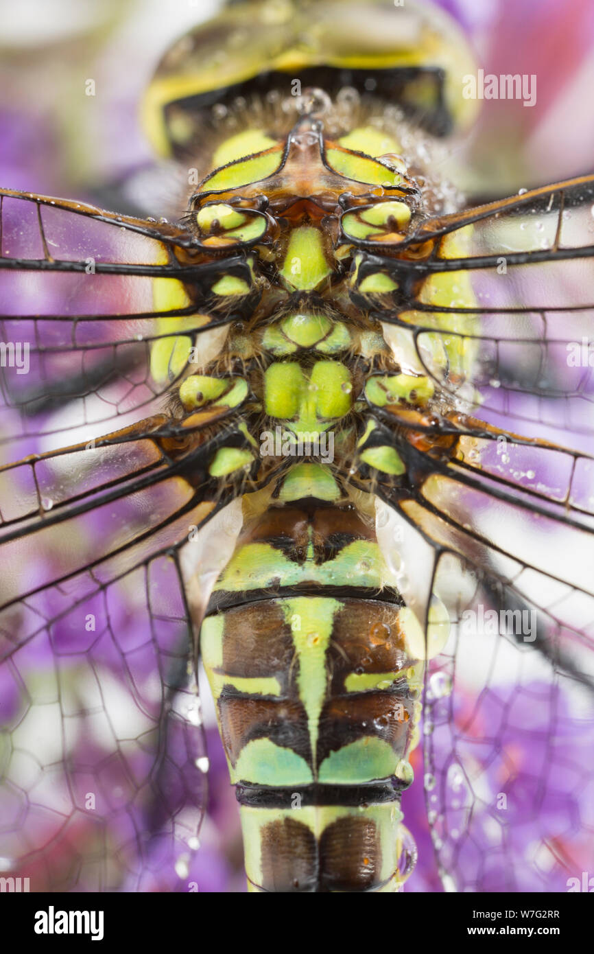 Un Southern Hawker dragonfly, Aeshna cyanea, fotografata in uno studio prima del rilascio. La foto mostra i dettagli di dove le quattro ali unisciti al torace Foto Stock