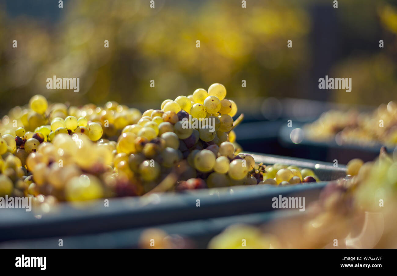 Green uve del vitigno. Le uve per la produzione di vino nella Raccolta di cassa. Una vista dettagliata di una vigna in un vigneto in autunno, Ungheria Foto Stock