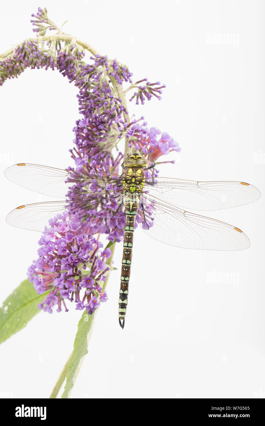 Un Southern Hawker dragonfly, Aeshna cyanea, fotografata in uno studio prima del rilascio. Si è visto in appoggio su buddleia, Budleja davidii contro un bianco b Foto Stock