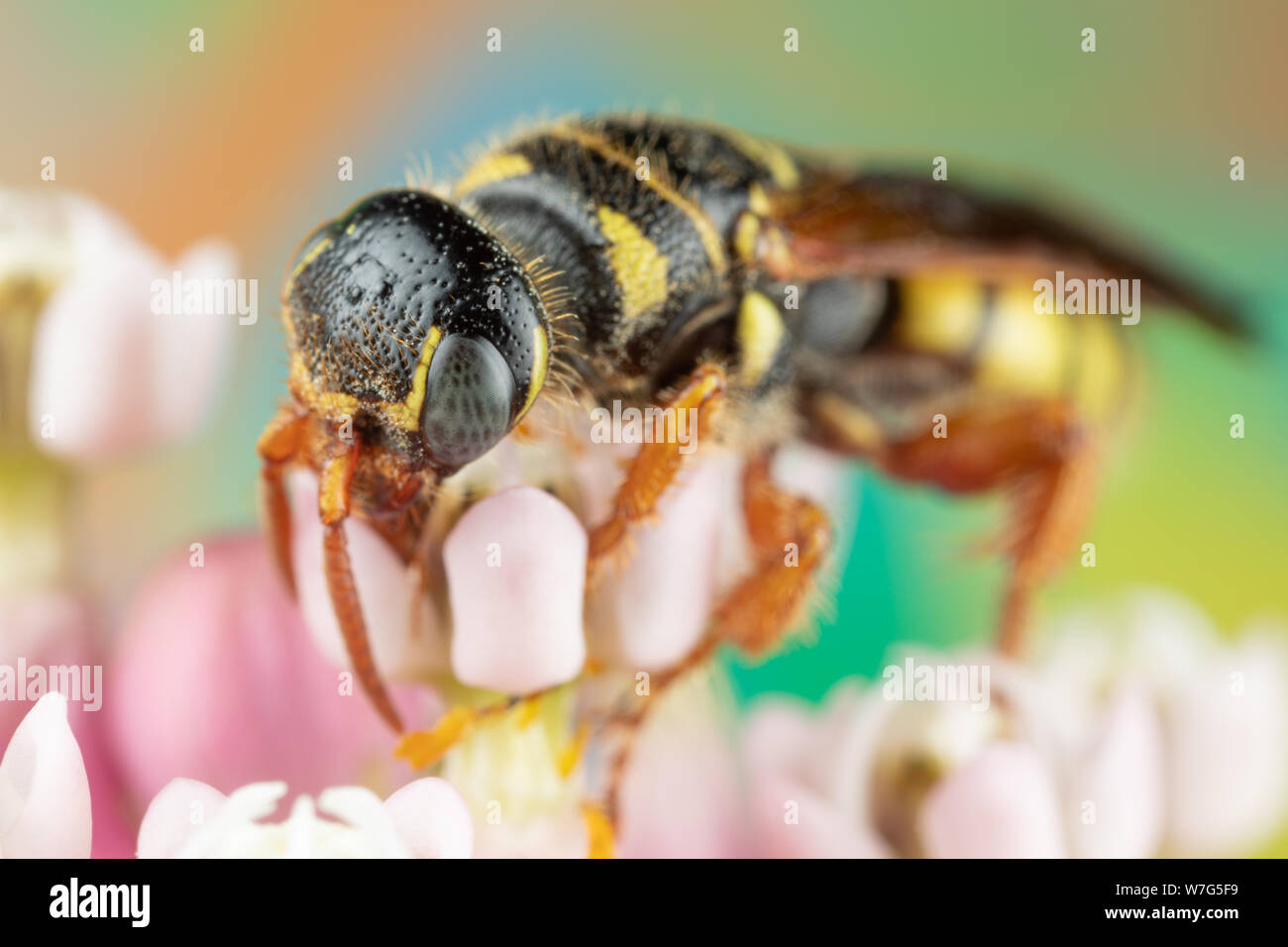 In prossimità di una cicala killer su milkweed fiori di mangiare il polline Foto Stock