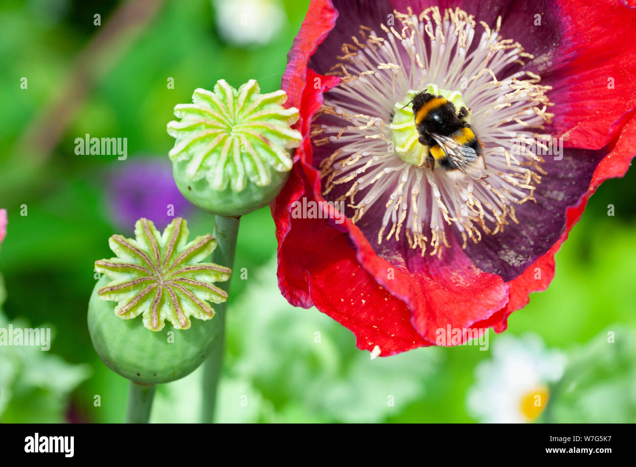 Semi di papavero teste e rosso papavero orientale con Bumble Bee la raccolta di nettare, East Sussex, England, Regno Unito, Europa Foto Stock
