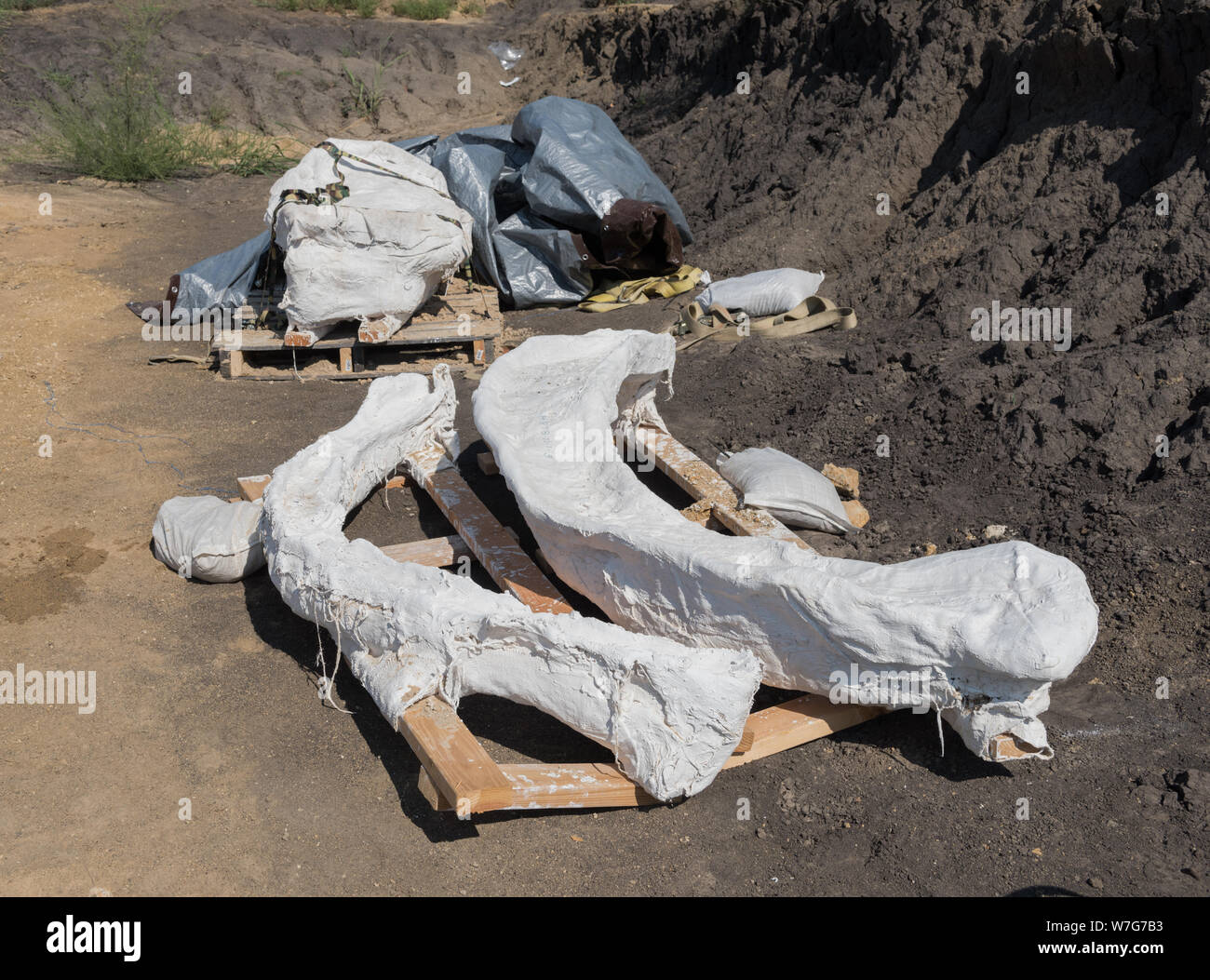 Lo scavo archeologico sul sito della scoperta di un colombiano di mammoth vicino a Italia, Texas Foto Stock