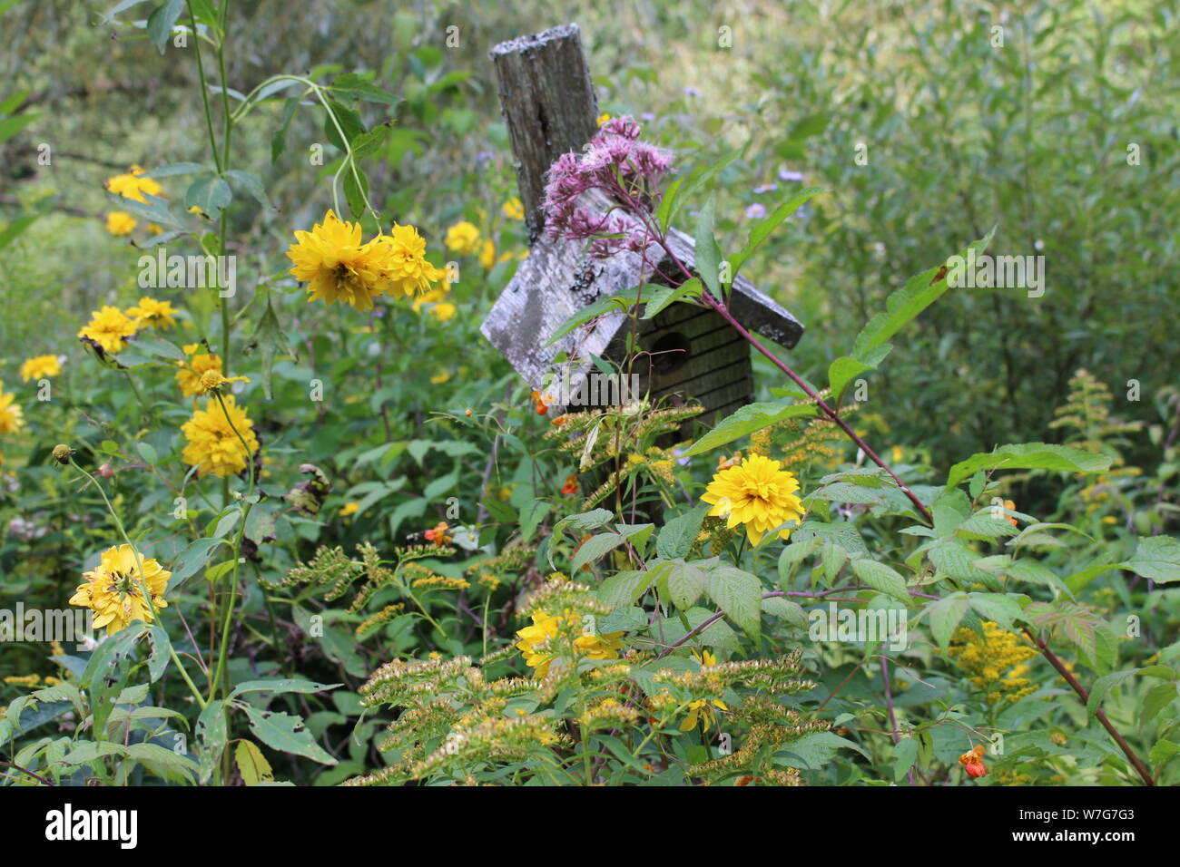 Vecchio birdhouse nascosti da Joe Pye erbaccia e Golden Oldies Foto Stock