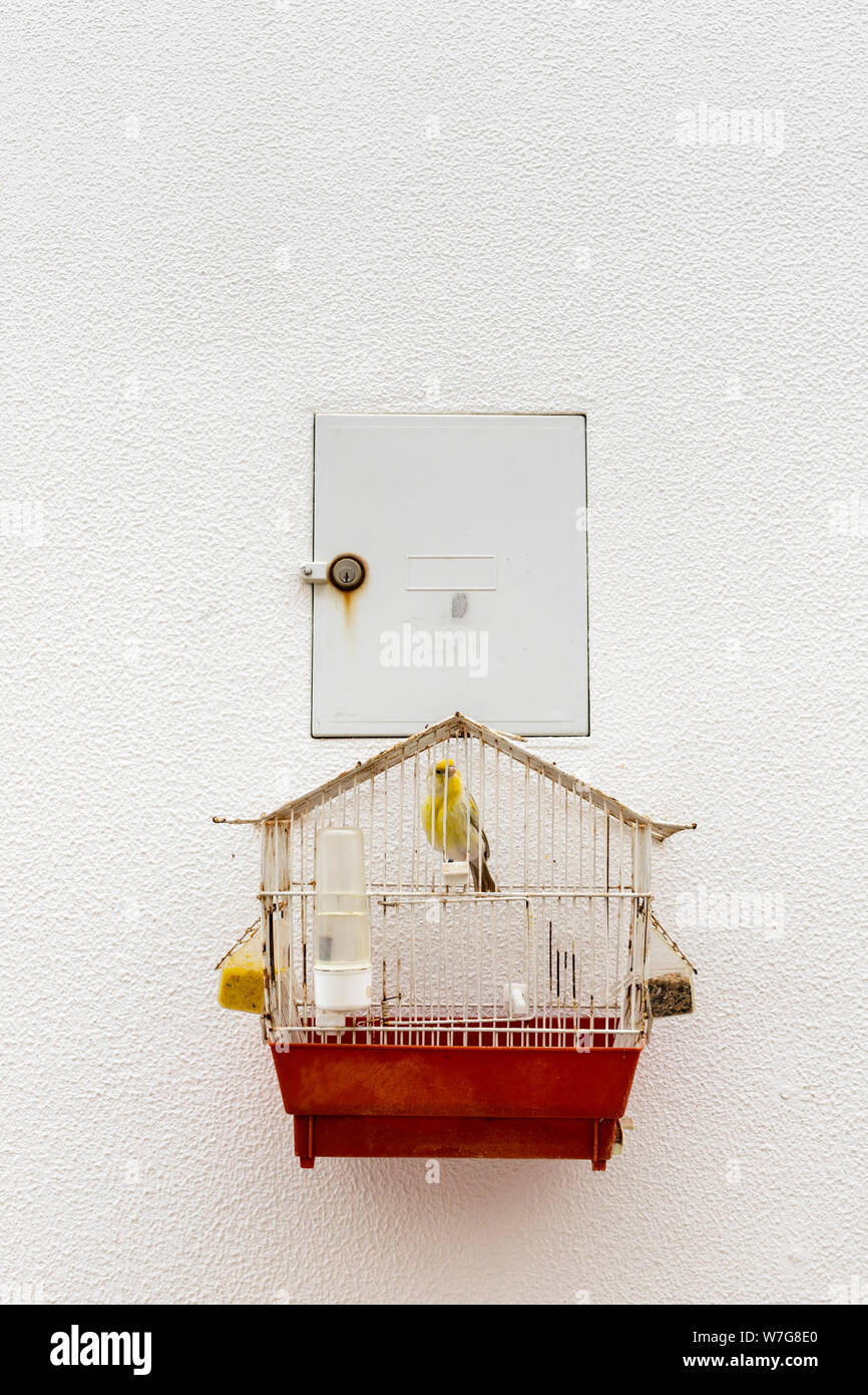Nazare, Portogallo - 19 Luglio 2019 : Canary in un vecchio arrugginito gabbia per uccelli Foto Stock