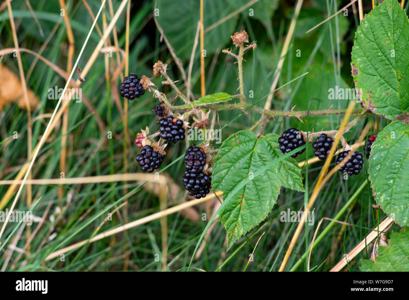 Wild berrys nero a margine della foresta Foto Stock