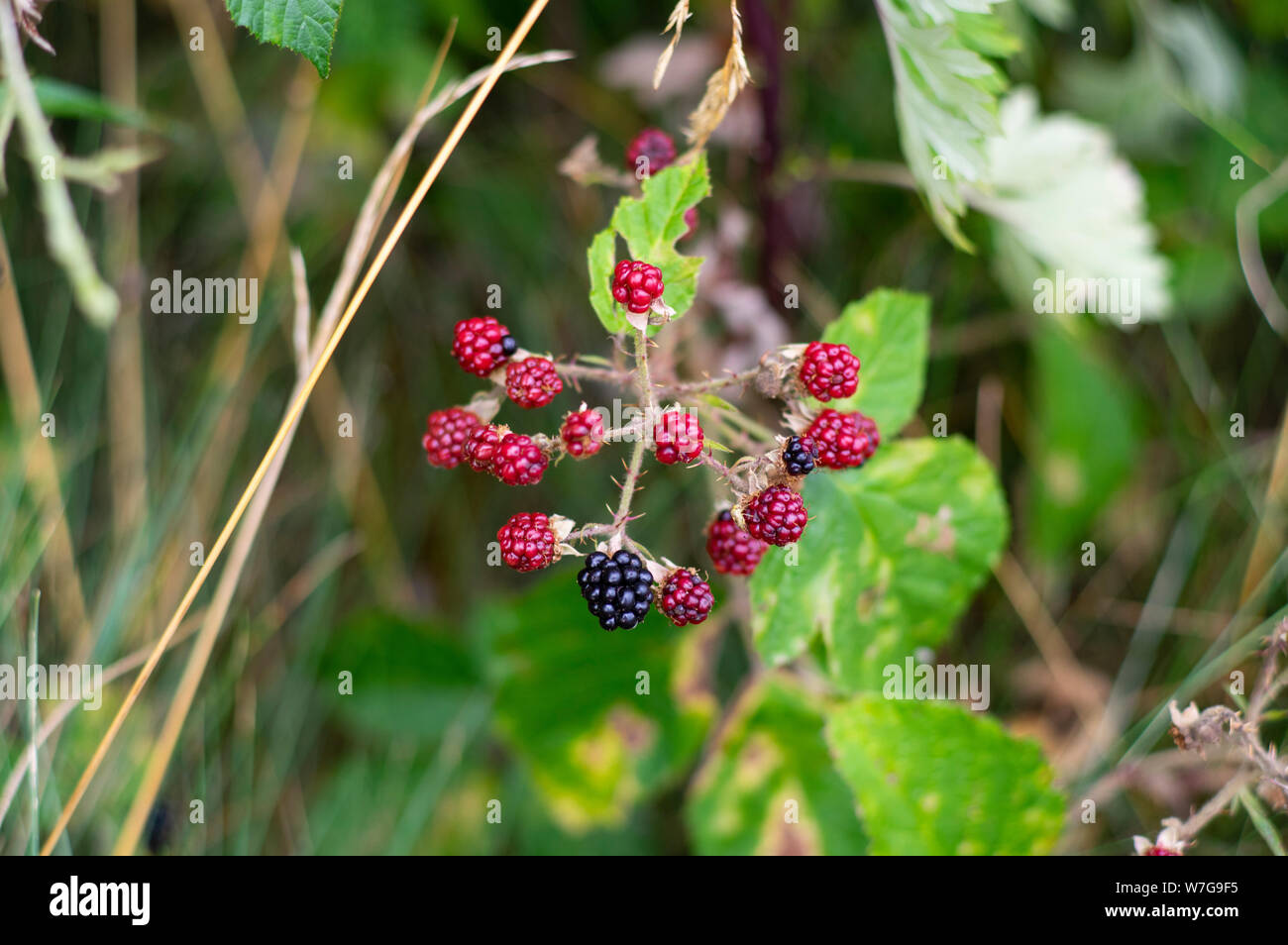 Wild berrys nero a margine della foresta Foto Stock