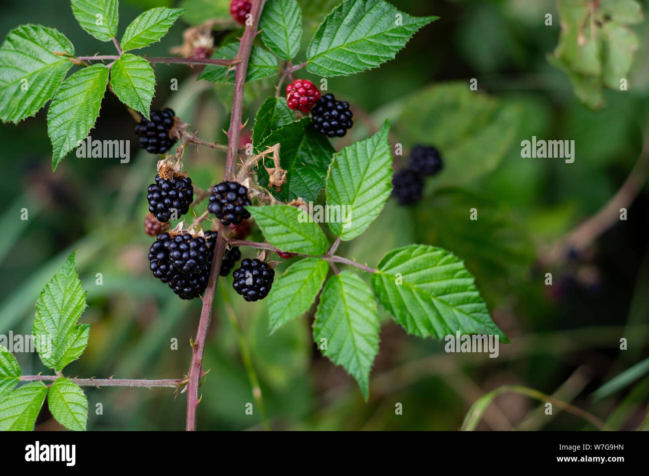 Wild berrys nero a margine della foresta Foto Stock