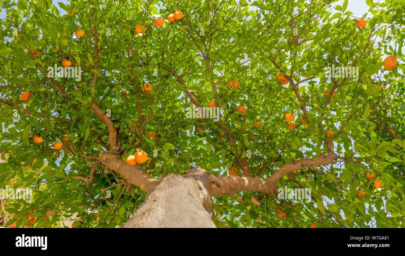 Tangerine tree sfondo, vista dal basso. Alta albero da frutto in background. Frutti sull'albero. Concetto di raccolto. La raccolta di sfondo. Frutti appeso sull'albero. Foglie verdi e tangerini Foto Stock