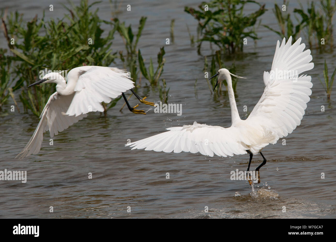 Un paio di piccoli Egrets con ali estenuate impegnati in argomento territoriale Foto Stock
