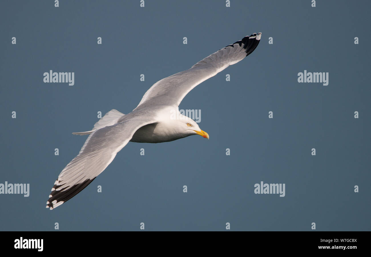 Vista ravvicinata di un gabbiano di aringa in volo completo con ali completamente distese contro lo sfondo blu pallido del mare Foto Stock