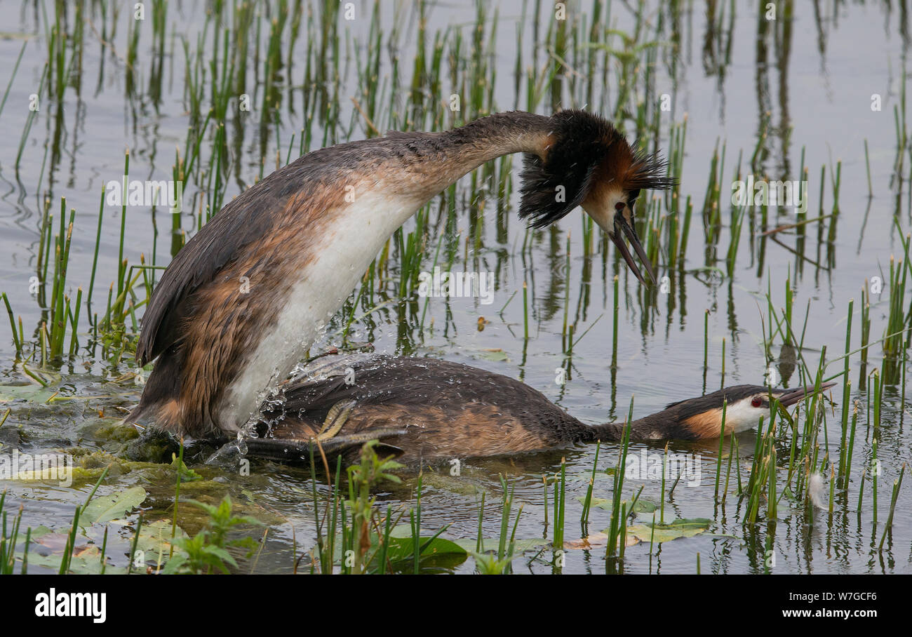 Vista ravvicinata di Great Crested Gebes accoppiamento e vicino al loro sito nido Foto Stock