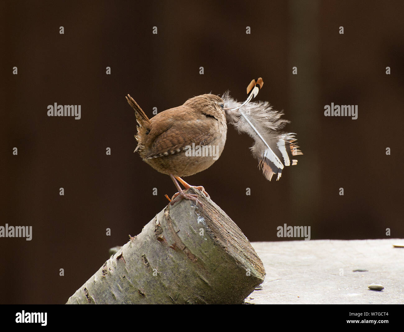 Wren con grande piuma per l'edificio nido stretto saldamente in esso è becco e visto nel profilo Foto Stock