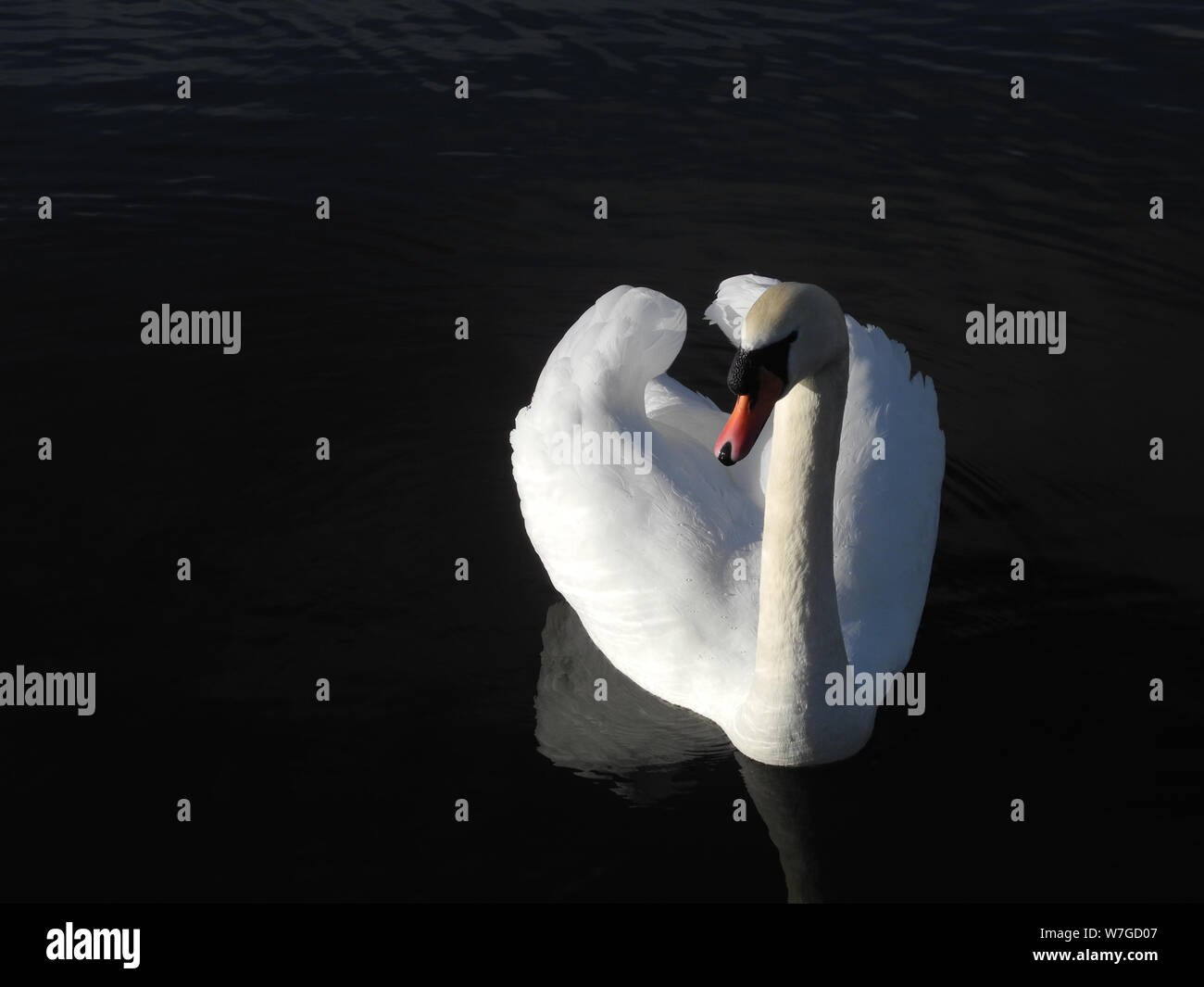 Mute cigno in classico posa ad arco ala e mostra puro piumaggio bianco su sfondo nero Foto Stock