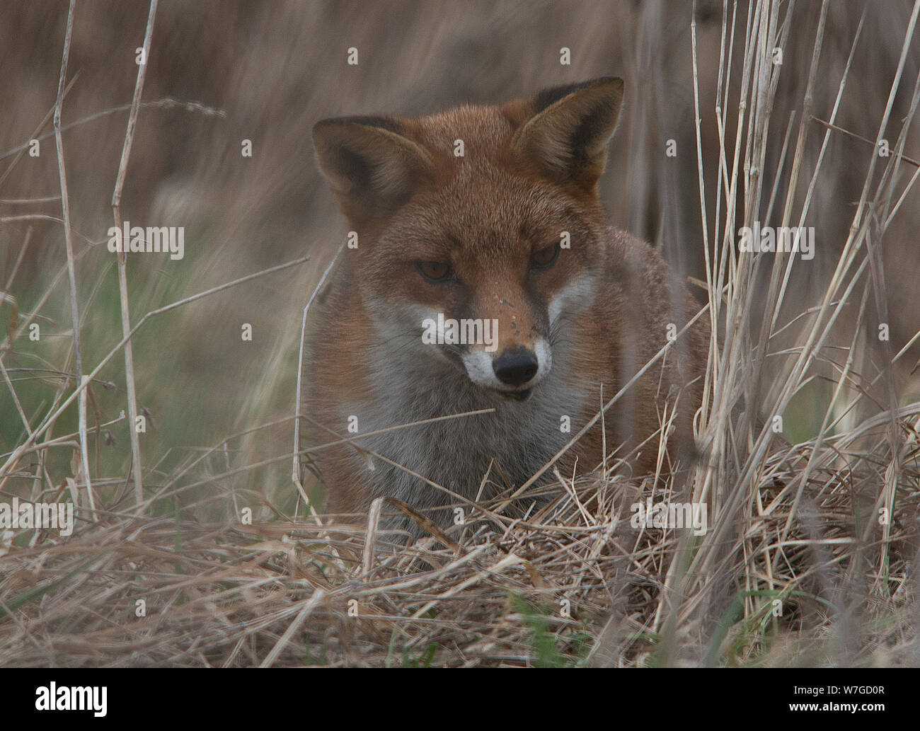 Fox out caccia visto in primo piano della sua testa con orecchie sollevate e gli occhi focalizzati sulla preda in sottobosco Foto Stock