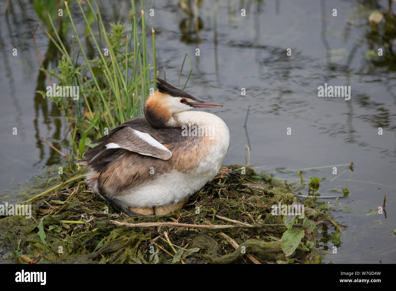 Grande Grebe Crested sul suo nido con uova in grado di essere visto sotto il corpo dei genitori Foto Stock