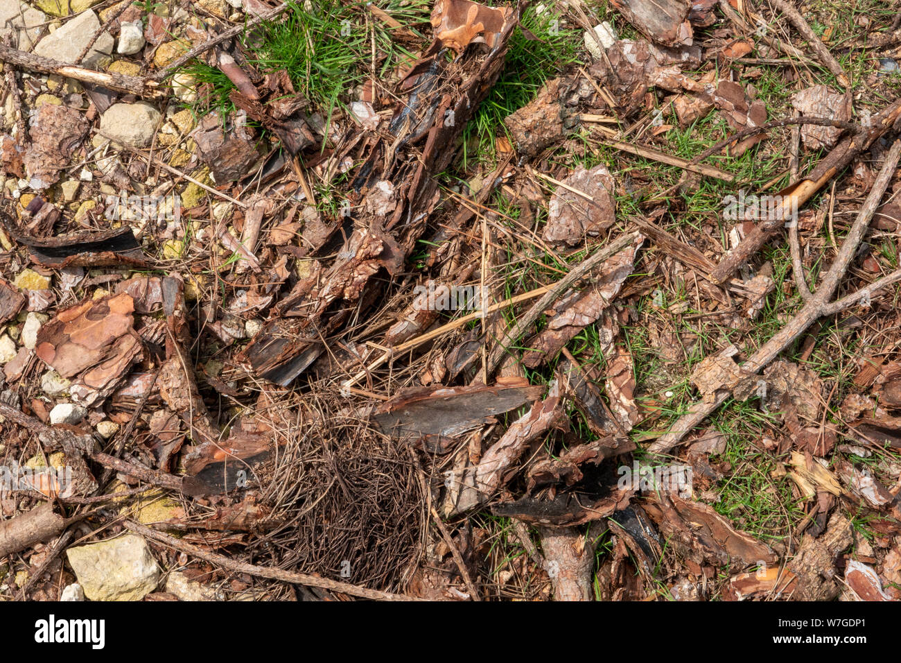 Una foresta floor dettaglio con corteccia e ramoscelli e piccole pietre Foto Stock