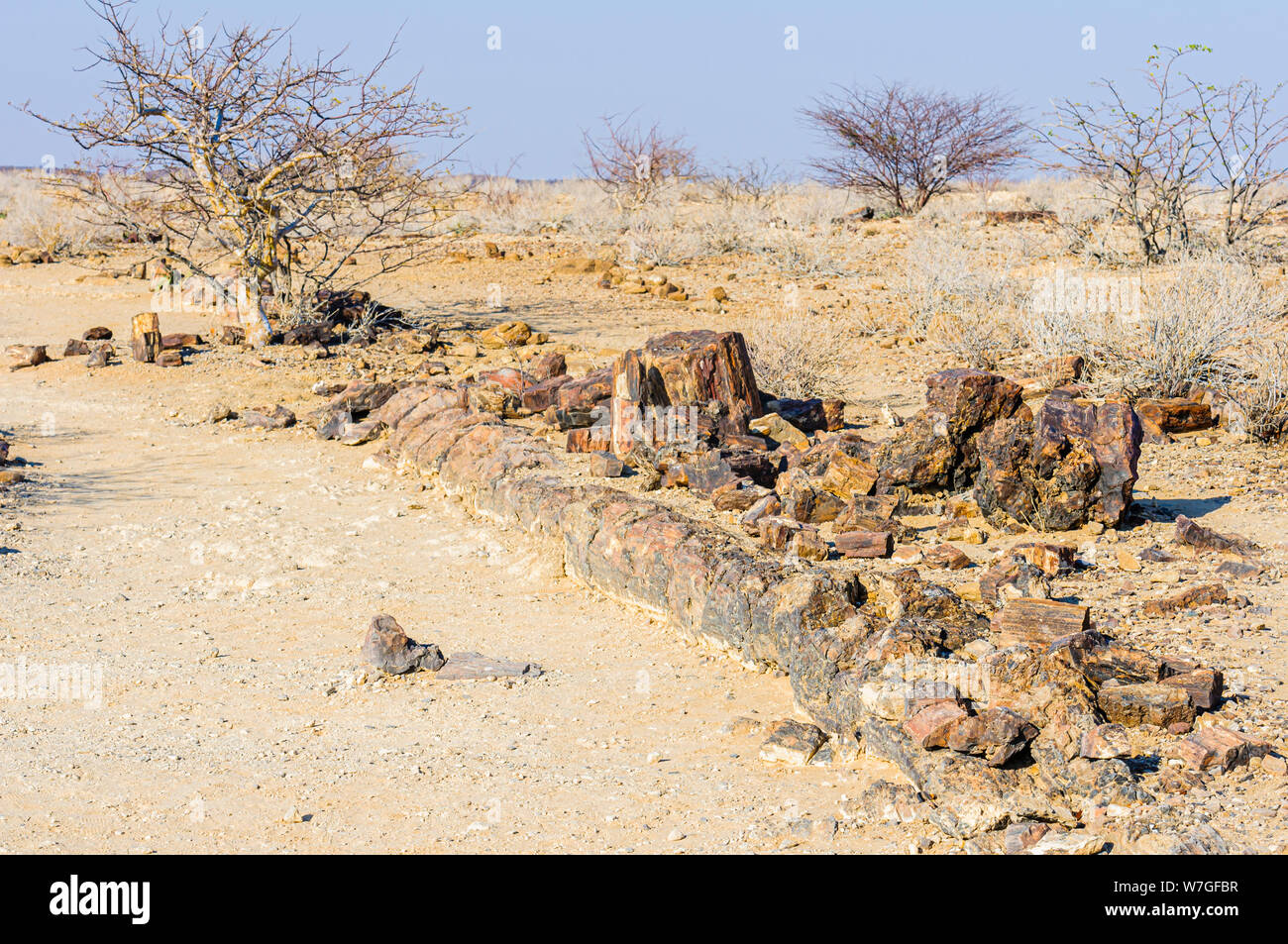 Fossilizzato tronco di albero, Twyfelfontein, Namibia Foto Stock