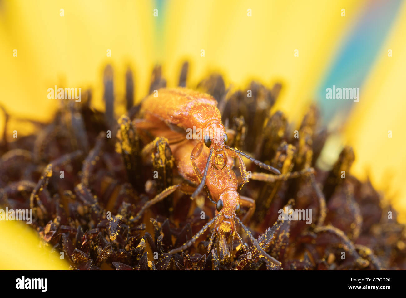 Foto macro di due coleotteri coniugata coperti di polline nel mezzo di un girasole Foto Stock