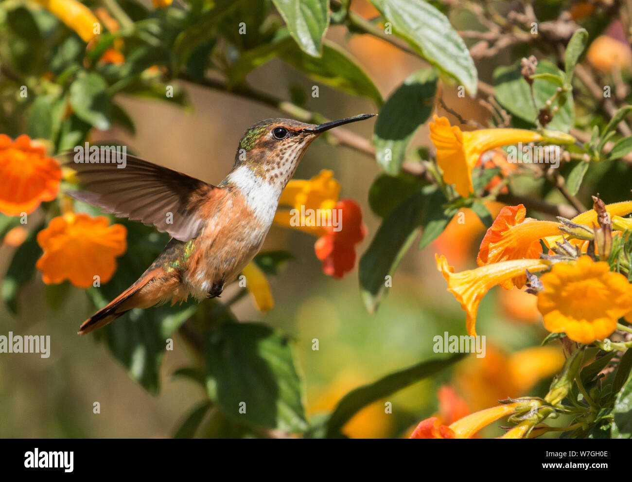Primo piano della minuscola scintillante Hummingbird in volo su alimentazione fiori arancione,Boquete,Panama. Il nome scientifico di questo uccello è Selasphorus scintilla. Foto Stock