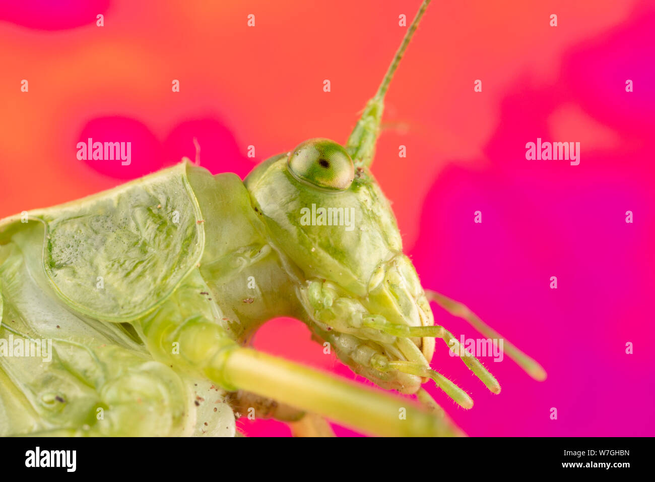 Foto macro di un verde katydid con una faccia di pippo e un sacco di dettagli. Molto divertente prospettiva di questo bug Foto Stock