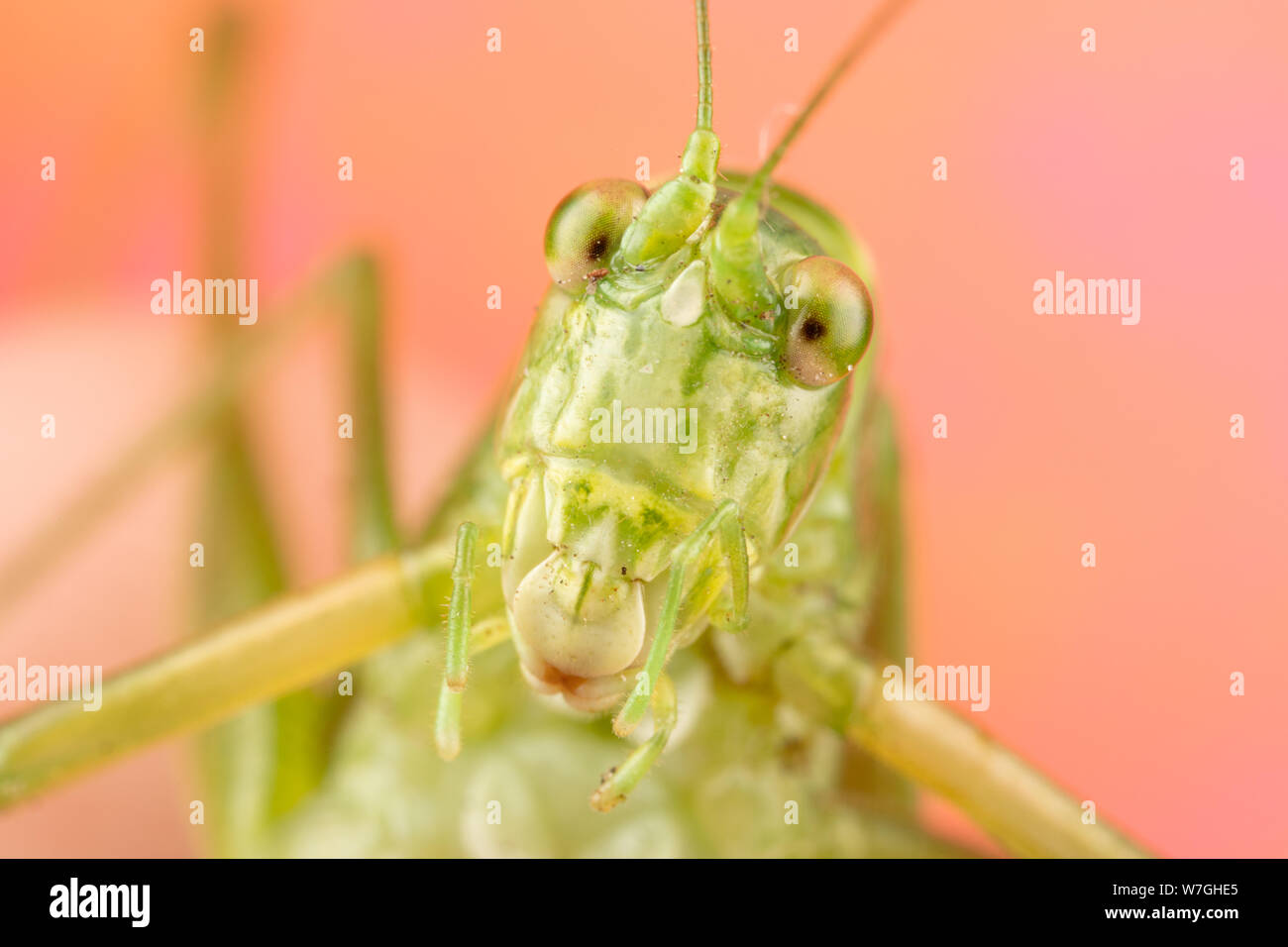 Foto macro di un verde katydid con una faccia di pippo e un sacco di dettagli. Molto divertente prospettiva di questo bug Foto Stock