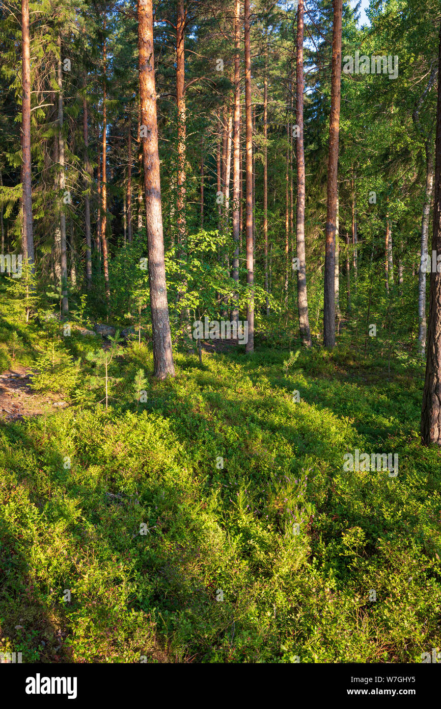Bella foresta finlandese a sunrise luce mattinata estiva paesaggio Foto Stock