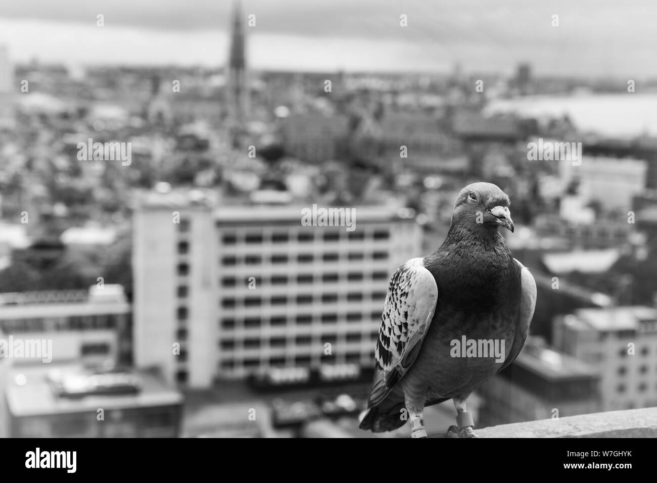 Antwerpen skyline della città, vista dalla torre di mas Foto Stock