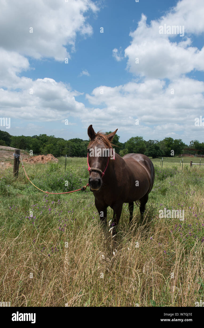 Attraente cavallo in Van Zandt County nel nord-est il Texas Foto Stock