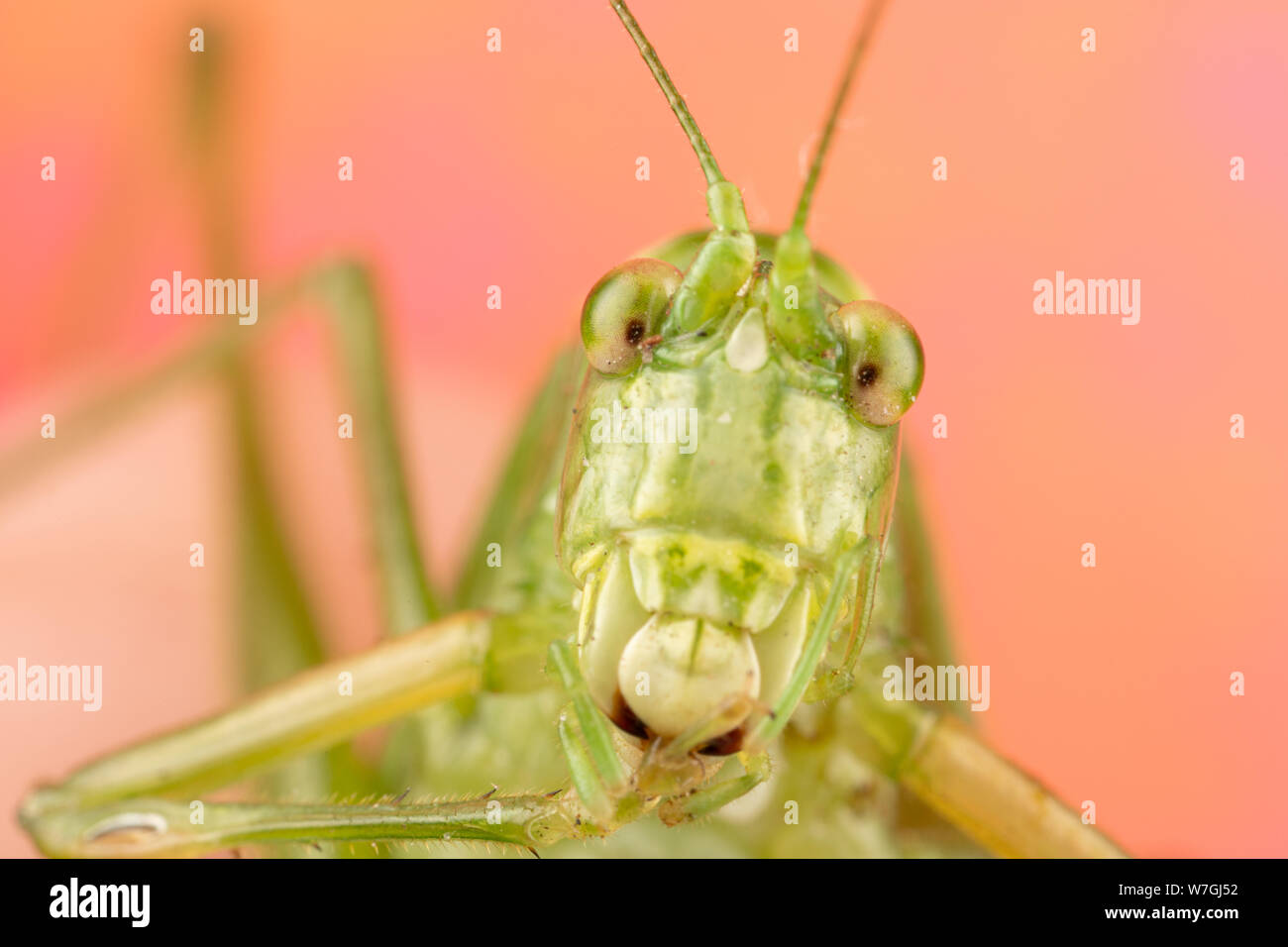 Foto macro di un verde katydid con una faccia di pippo e un sacco di dettagli. Molto divertente prospettiva di questo bug Foto Stock