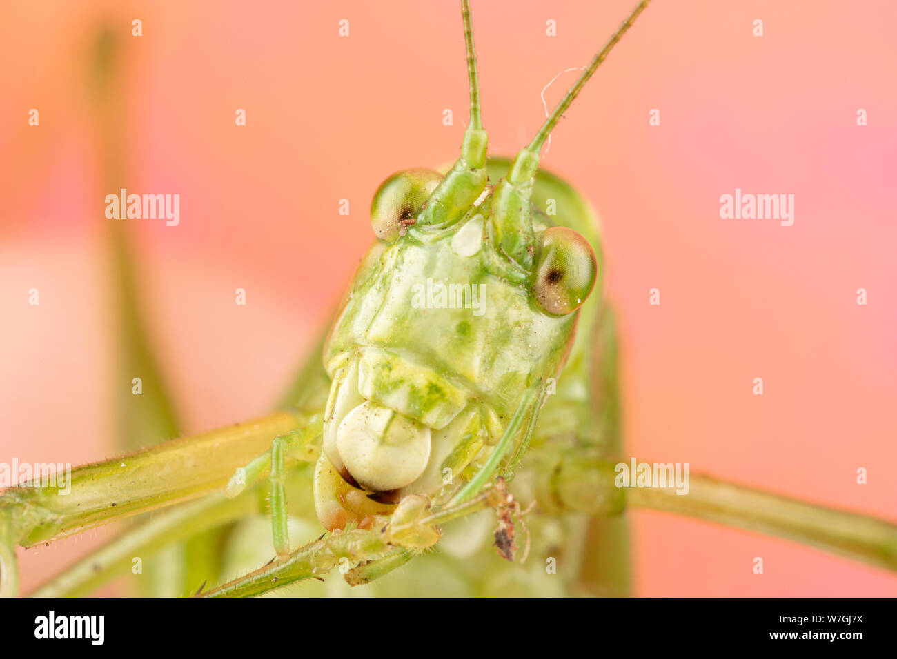 Foto macro di un verde katydid con una faccia di pippo e un sacco di dettagli. Molto divertente prospettiva di questo bug Foto Stock