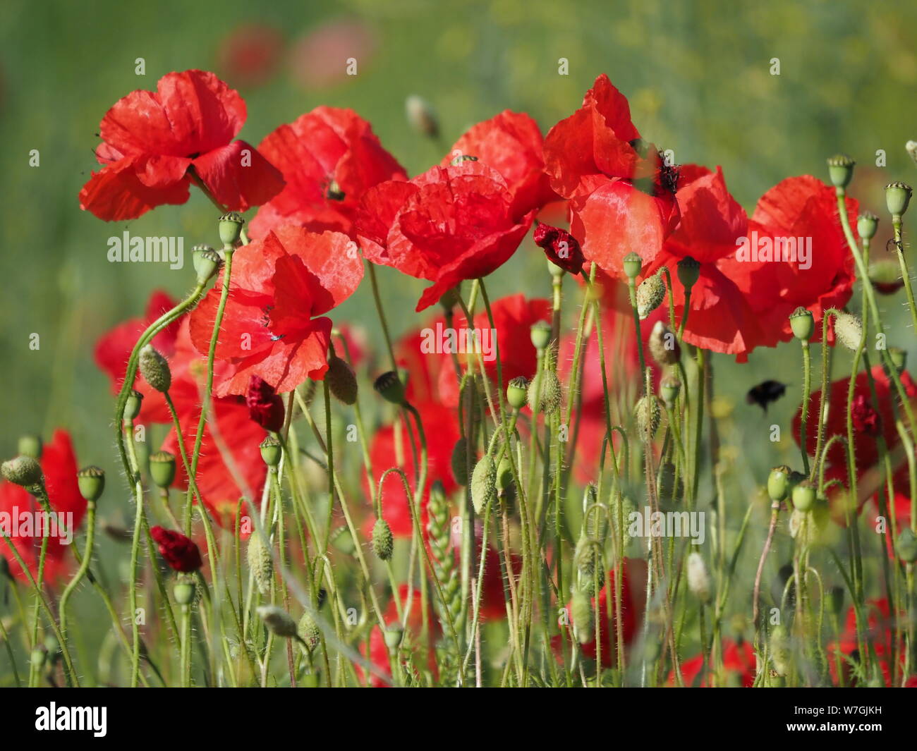 Papavero rosso papavero di campo Foto Stock