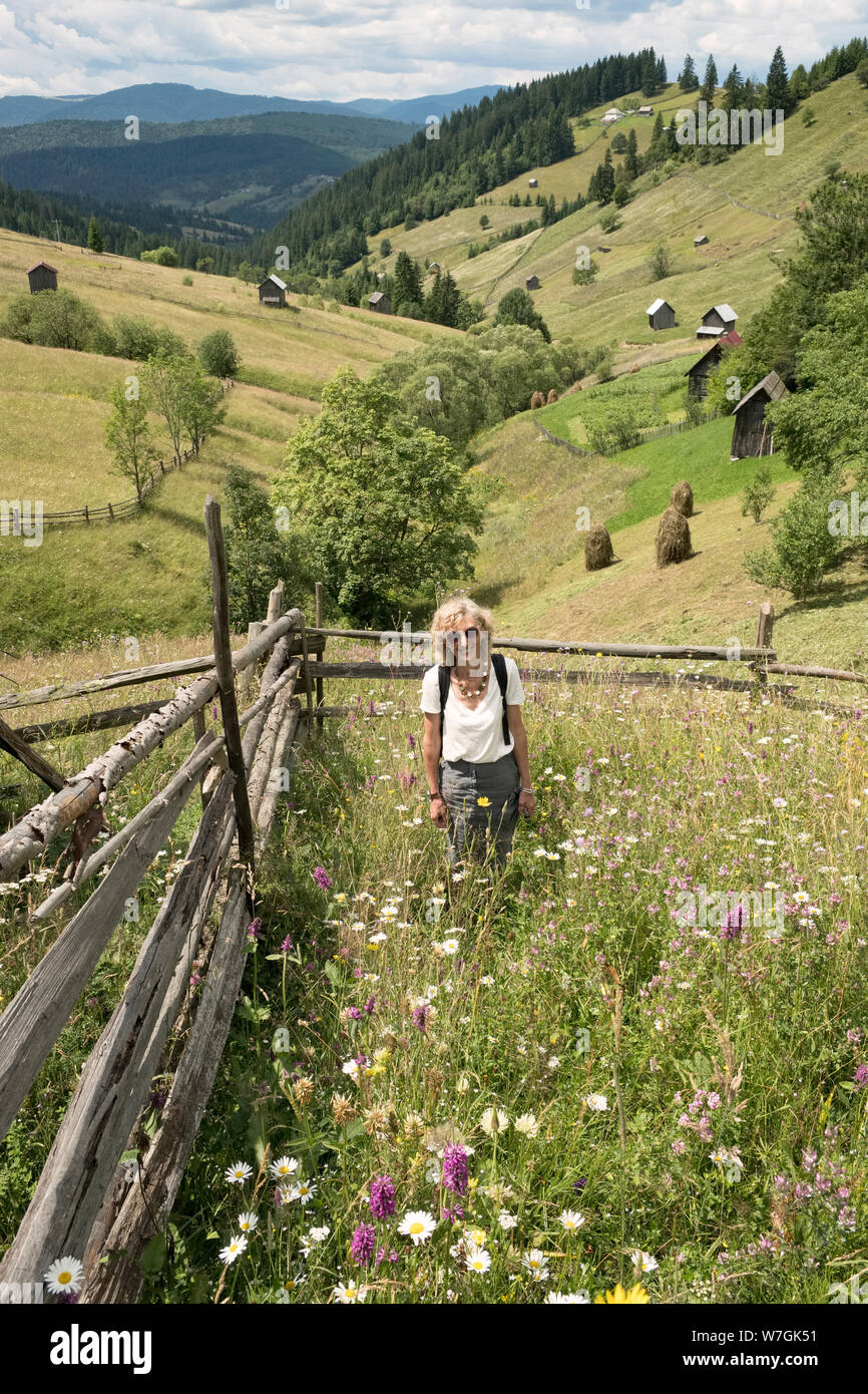 Escursionismo nel Maramureș, Romania settentrionale. Fiori Selvatici prosperare sui pascoli alti, dove gli agricoltori tagliati a mano e non applicare sostanze chimiche Foto Stock