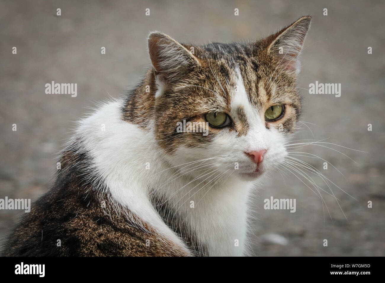 Larry di Downing Street Cat, Chief Mouser al n. 10, passeggiate in Street, Londra, Regno Unito Foto Stock