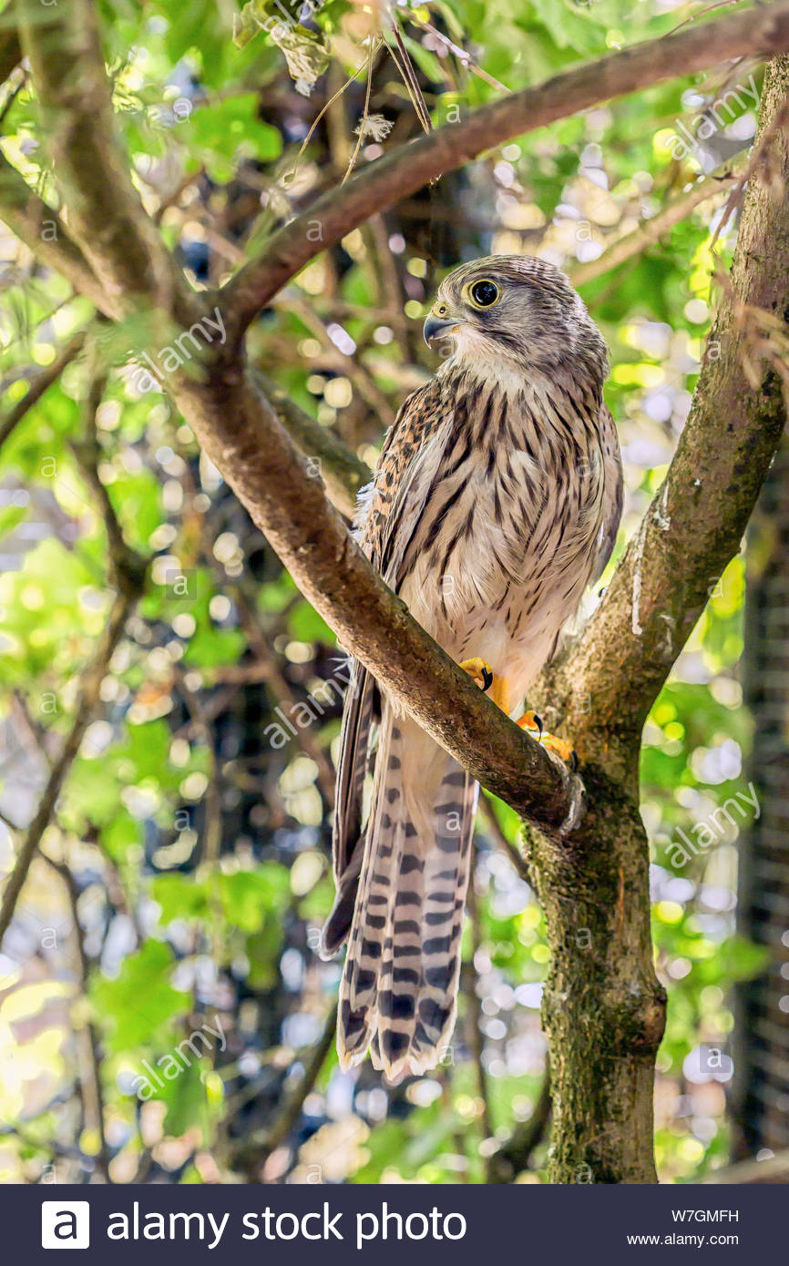 Face Face Peregrine Falcon Immagini Face Face Peregrine