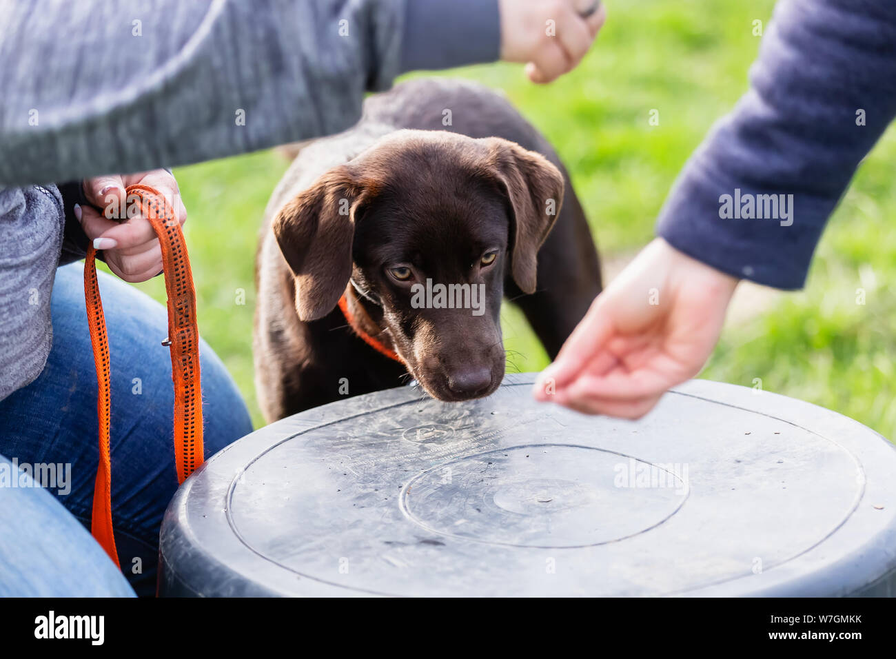 Immagine di una donna con un giovane labrador cane su un cane campo di formazione Foto Stock