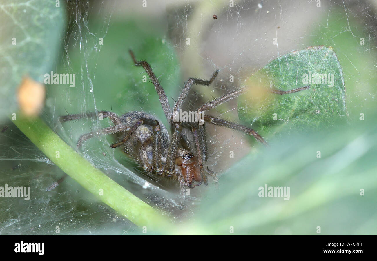 Casa Grande crociera (tegenaria domestica) si siede nella rete per la  cattura di insetti Foto stock - Alamy